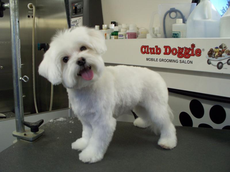 Maltese Puppy Cut