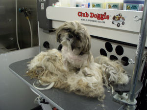 Shih Tzu Shaved