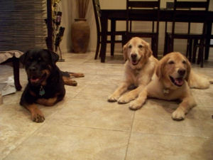 Lauren's 3 dogs Waiting for their dinner