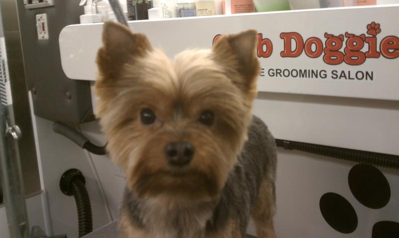 Yorkie Puppy Trim