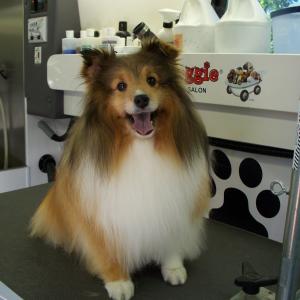 Sheltie - After