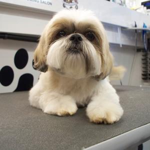 Shih Tzu Puppy Trim