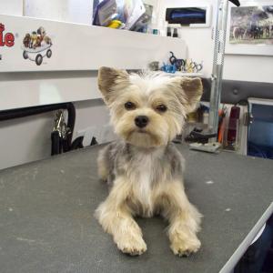 Morkie - After