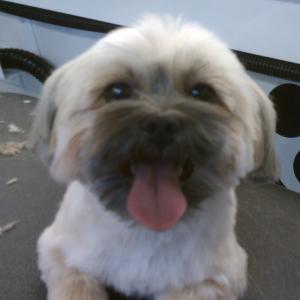 Shorkie After