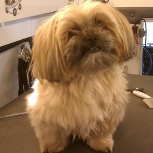 Shorkie Before