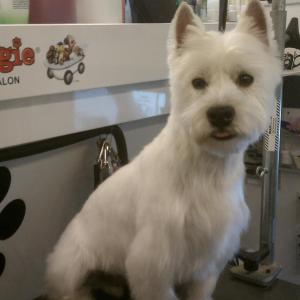 Westie After