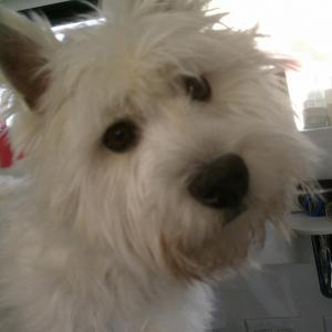 Westie Before