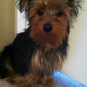 Yorkie Before