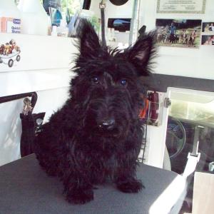 Scottie Puppy Before