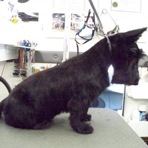 Scottie After