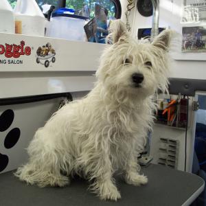 Westie - Before