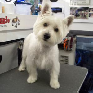 Westie - After