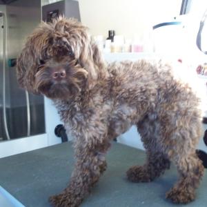 Cockapoo Before