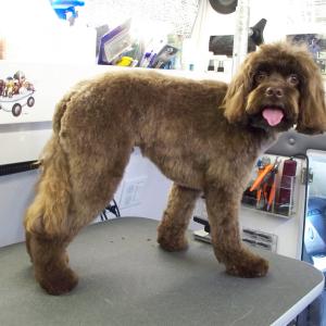 Cockapoo After