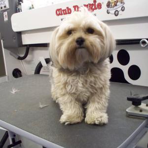 Before Grooming