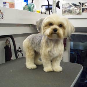 Yorkie After Grooming