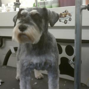 Schnauzer After