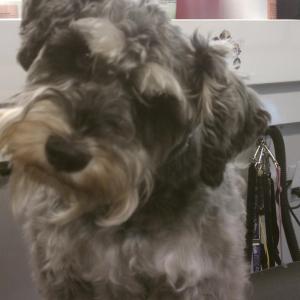 Schnauzer Before