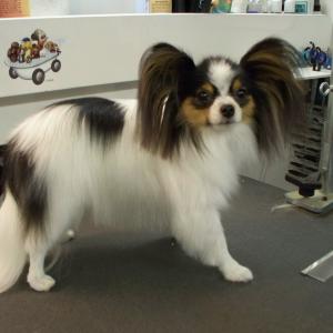 Papillon After Grooming