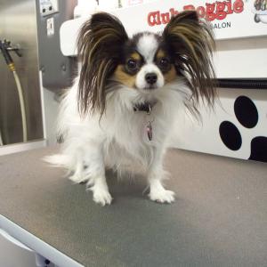 Papillon Before Grooming