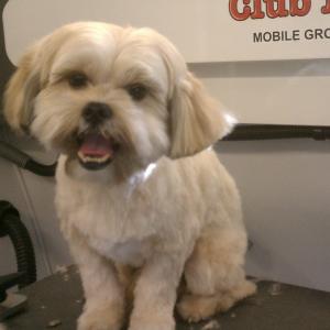 Shorkie After Grooming