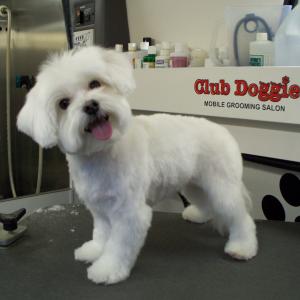 Maltese After
