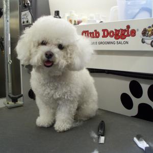 Bichon - Before Grooming
