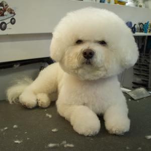 Bichon - After