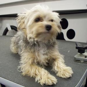 Morkie - Before