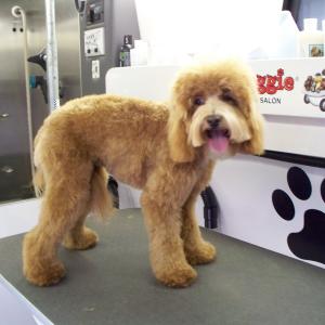 Labradoodle After Grooming