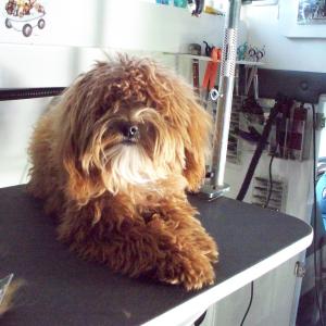 Labradoodle Before Grooming