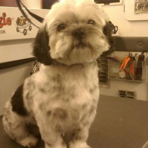Shih Tzu After