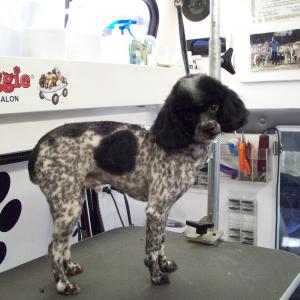 Toy Poodle After Needed Shave Down