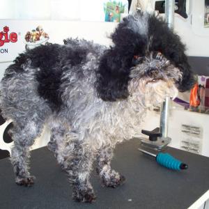 Toy Poodle Before