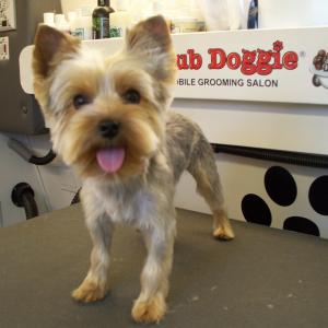 Yorkie Puppy Cut - After