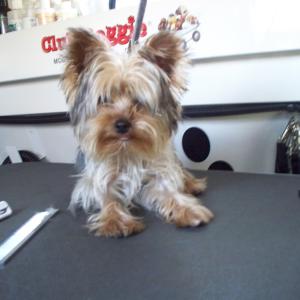 yorkie - before