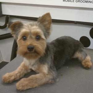 Yorkie After