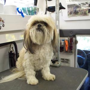 Shih Tzu - Before