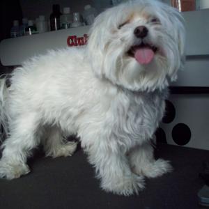 Maltese Before